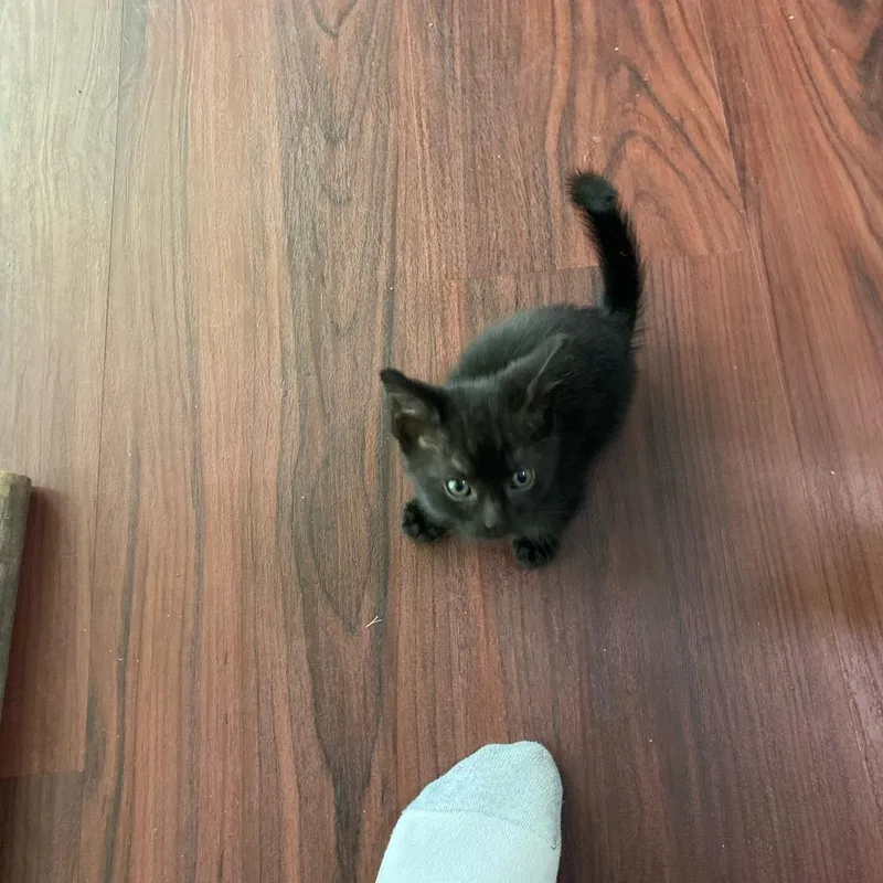 Calamity Jane thumbnail 4