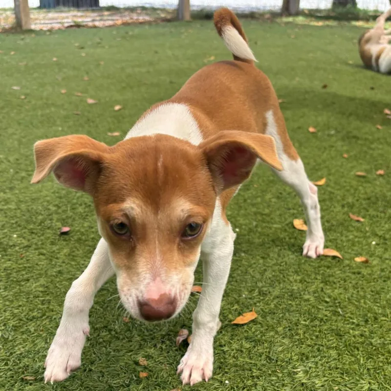 Macadamia thumbnail 2