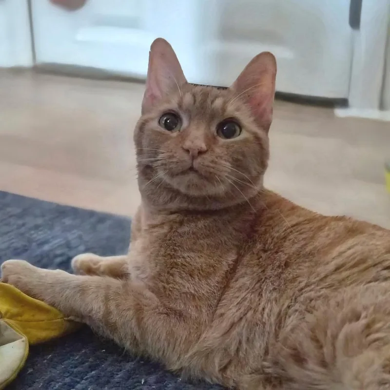 Gingerbread thumbnail 2