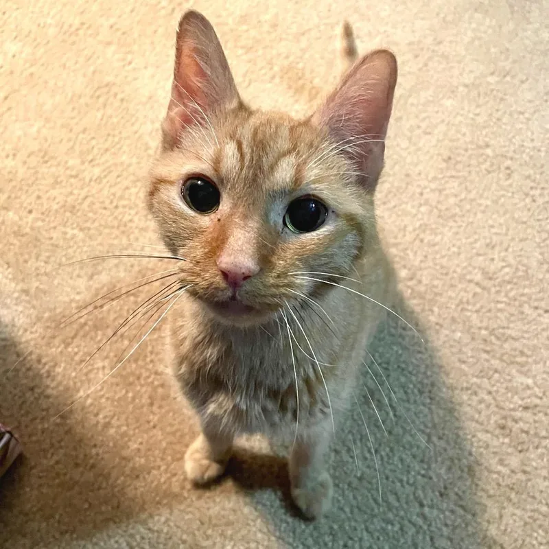 Gingerbread thumbnail 3