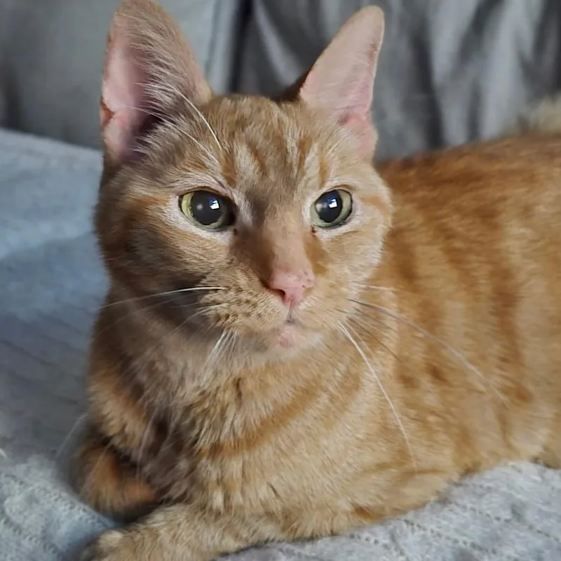 Gingerbread thumbnail 5