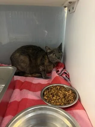 An adult small-sized female Domestic Short Hair cat named Angel Cake for adoption in South Bend, IN