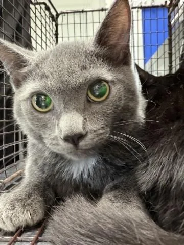 A young small-sized male Domestic Short Hair cat named Mushu for adoption in San Bernardino, CA