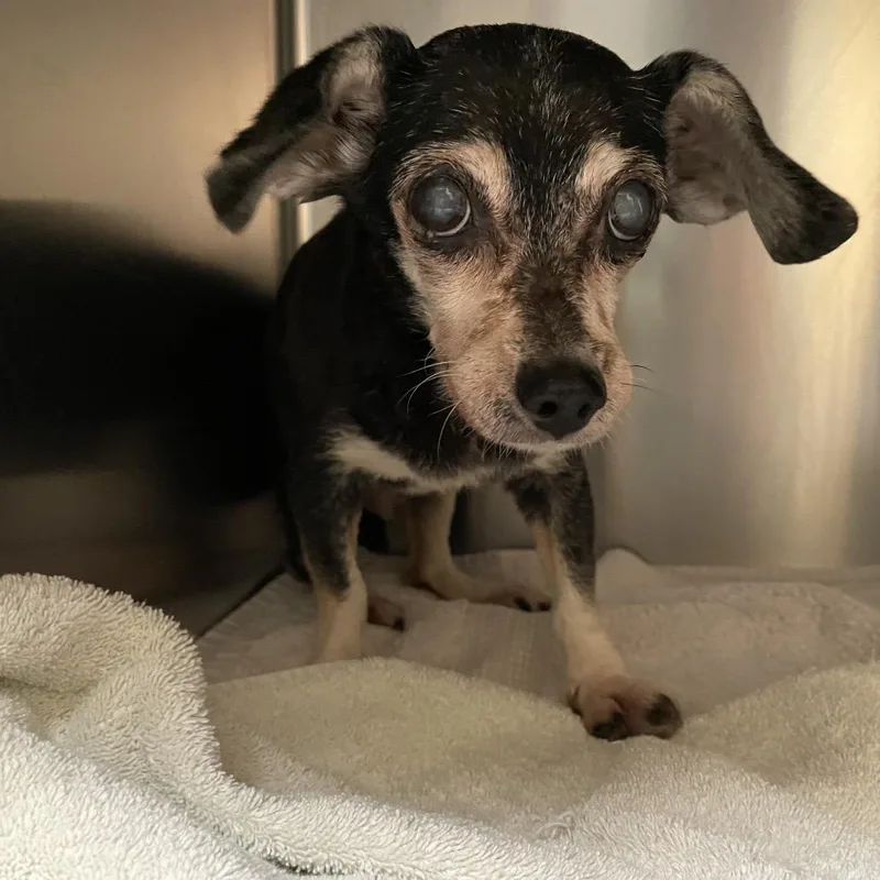 A senior small-sized female Black Chihuahua dog named Snuffy for adoption in Pasadena, CA