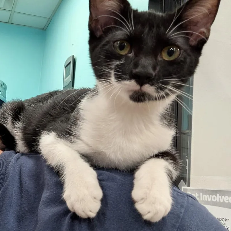 A baby small-sized female Domestic Short Hair cat named Tempest for adoption in Cumming, GA
