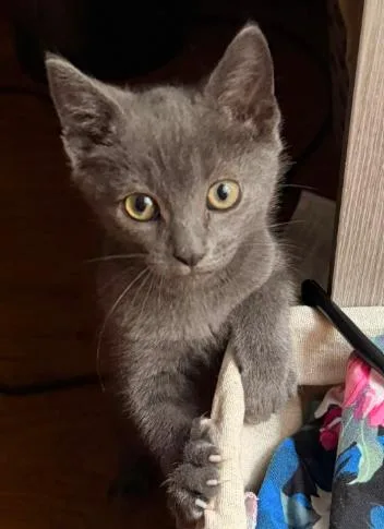 A baby medium-sized male Gray / Blue / Silver Domestic Short Hair cat named Yogi for adoption in Battle Creek, MI