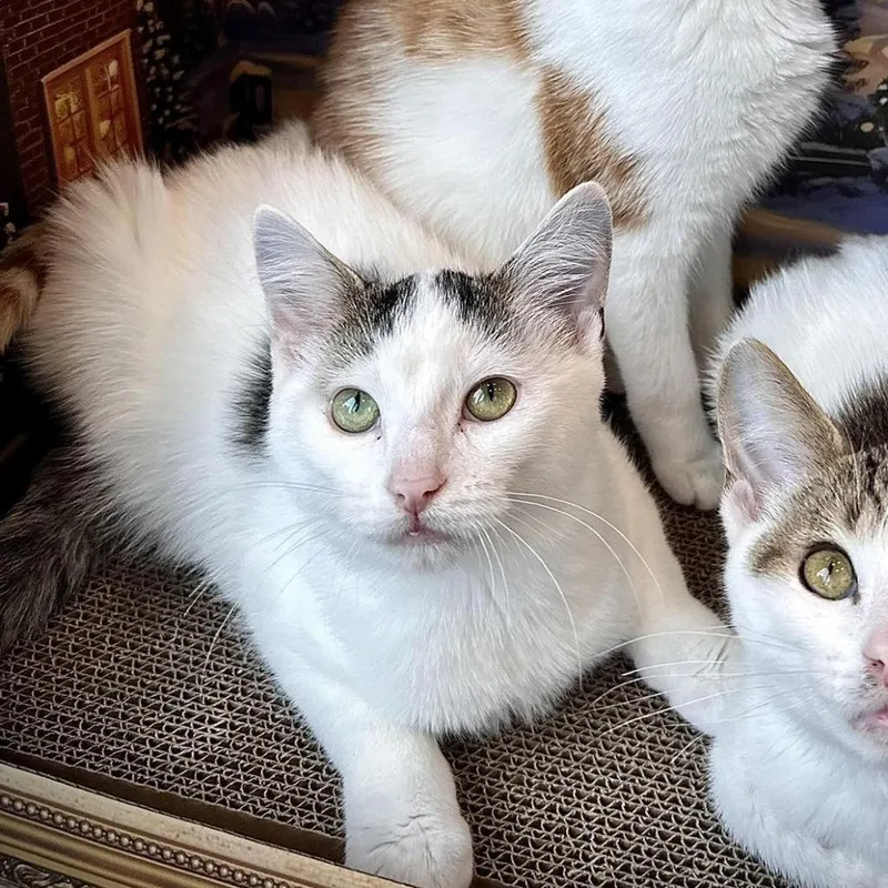 A young small-sized male White Domestic Short Hair cat named Barley for adoption in Leechburg, PA