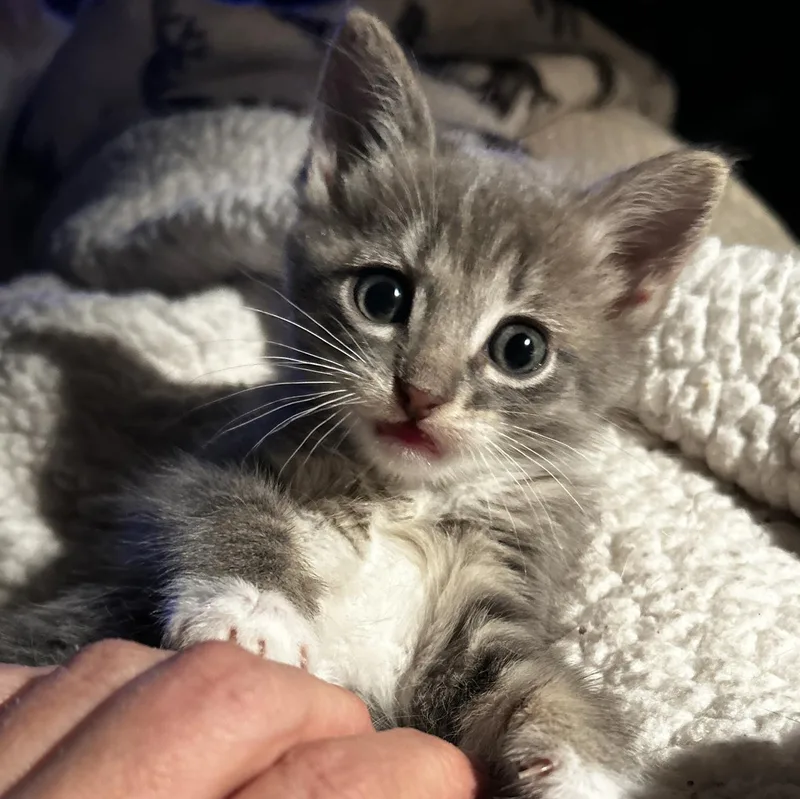 A baby medium-sized female Gray & White Domestic Medium Hair cat named Priscilla for adoption in LAMPASAS, TX