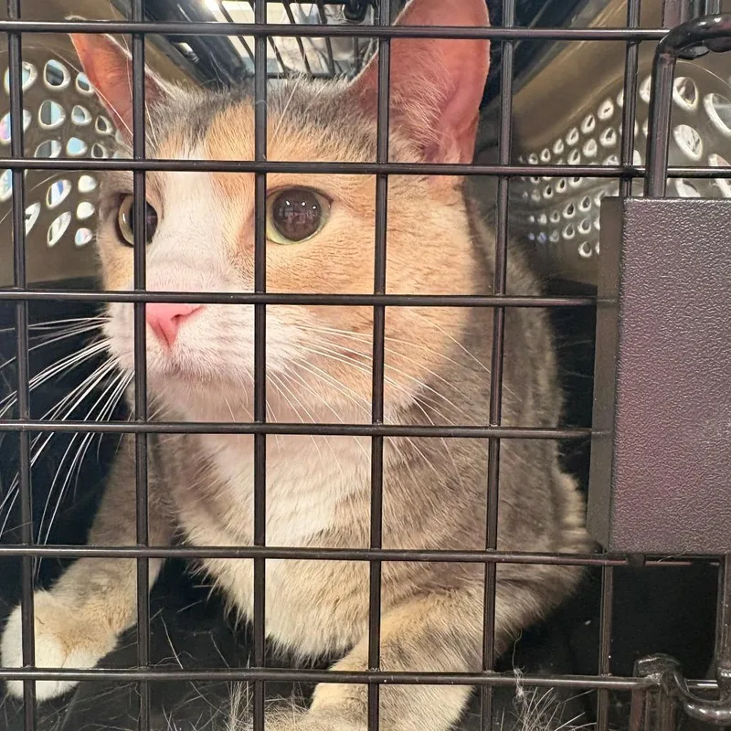 An adult large-sized female Calico Domestic Short Hair cat named Grey for adoption in Newark, NJ