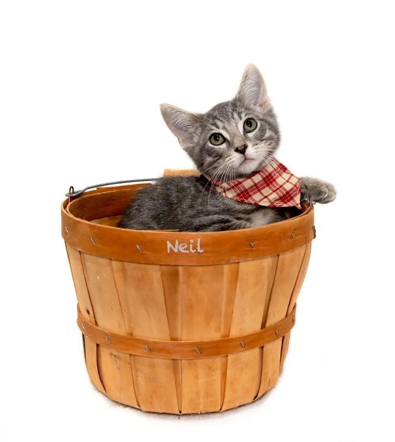 A baby small-sized male Domestic Short Hair cat named Neil for adoption in Hot Springs Village, AR