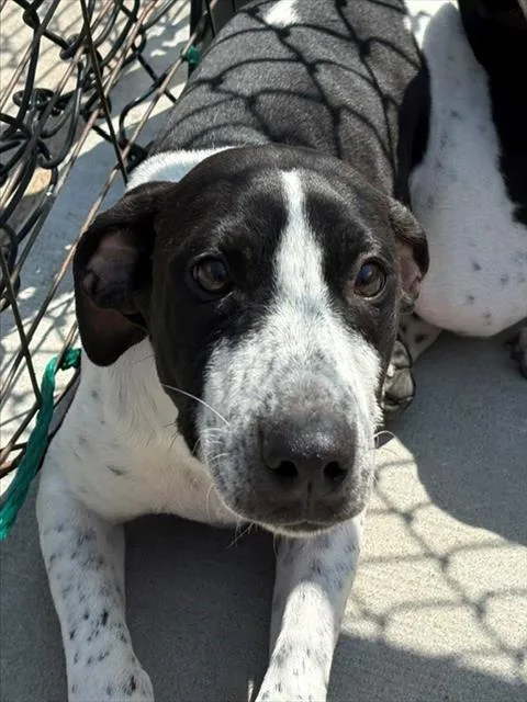 A baby small-sized female Pit Bull Terrier dog named Winona for adoption in Tulsa, OK