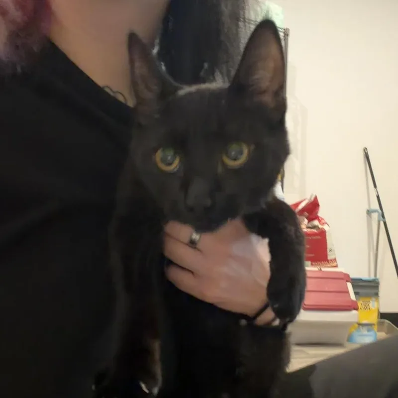 A young medium-sized female Black Domestic Short Hair cat named Lilly for adoption in Port Angeles, WA