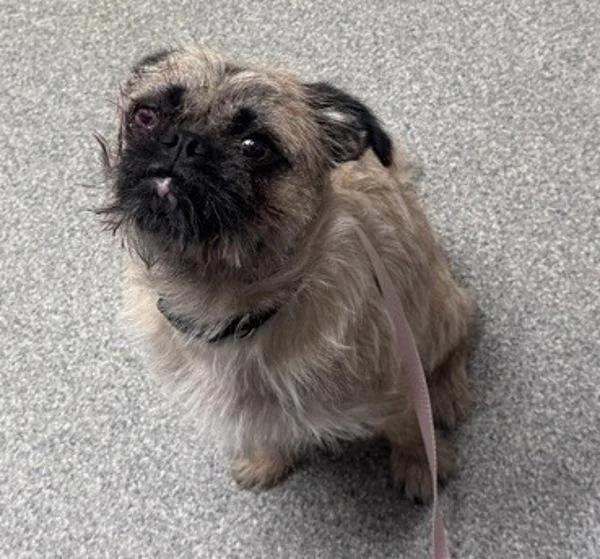 An adult small-sized male Puggle dog named Tamarillo for adoption in Escondido, CA