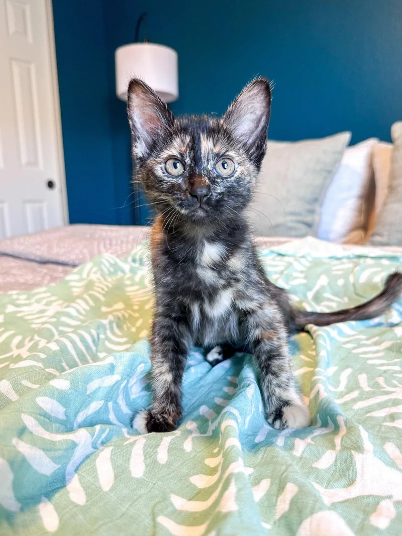 A young medium-sized female Domestic Short Hair cat named Moxie for adoption in Aurora, CO