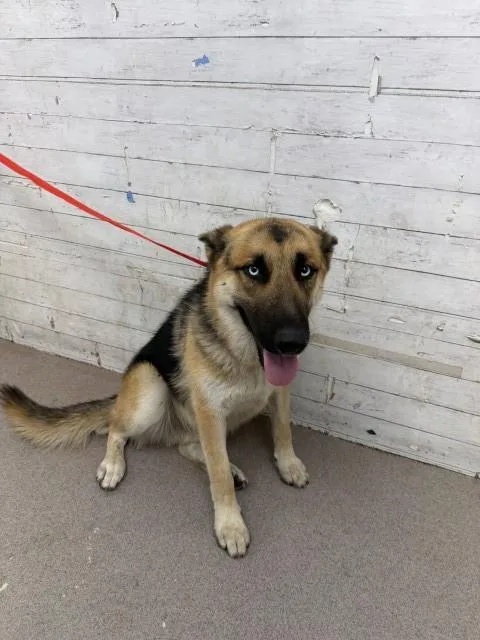 A young large-sized male German Shepherd Dog dog named Joshua for adoption in San Bernardino, CA