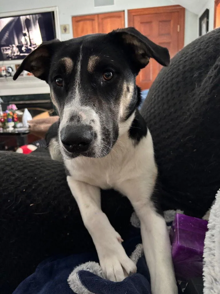 Blackfire thumbnail 2