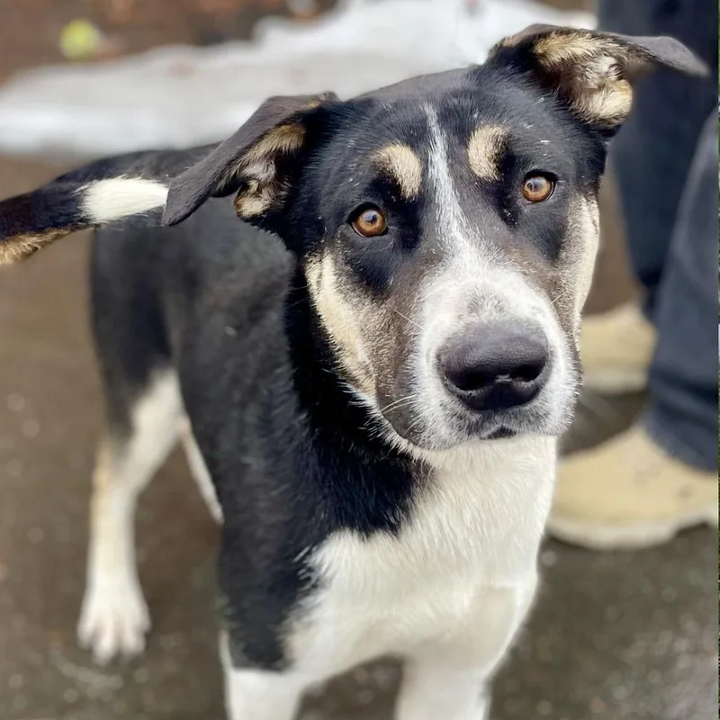 Blackfire thumbnail 3