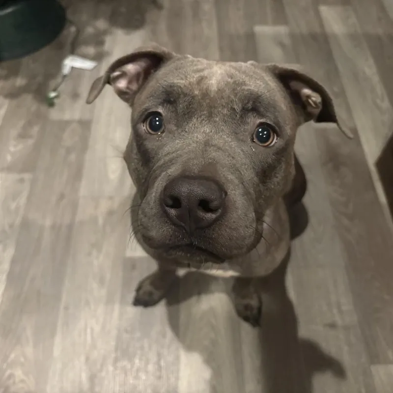 An adult medium-sized female Gray / Blue / Silver Pit Bull Terrier dog named Peppermint for adoption in Springfield, IL
