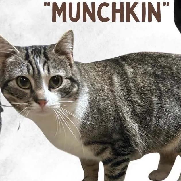 An adult medium-sized female Domestic Short Hair cat named Munchkin for adoption in Scranton, PA