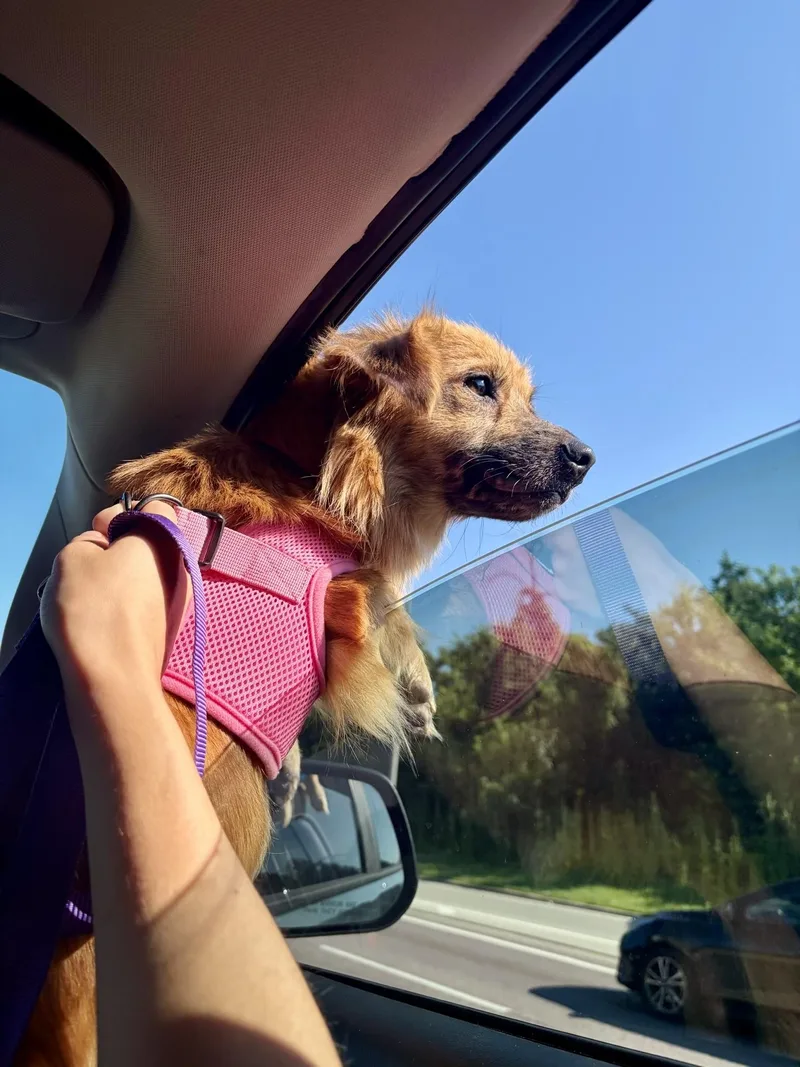 An adult small-sized female Golden Shetland Sheepdog / Sheltie dog named Sugar for adoption in Plainfield, IL