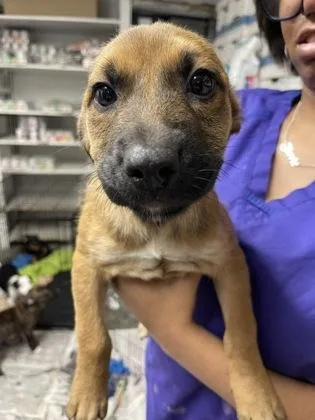 A baby small-sized male Mixed Breed dog named Mochi for adoption in West Chester, PA