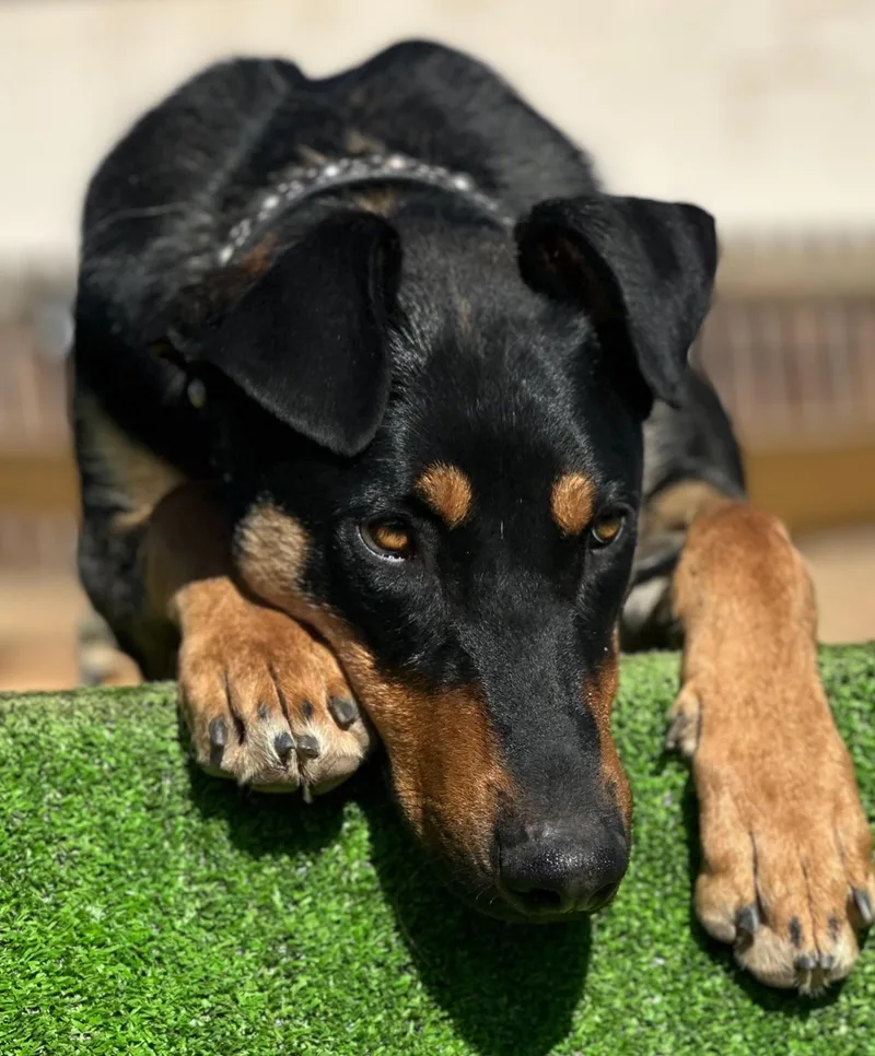 Archie