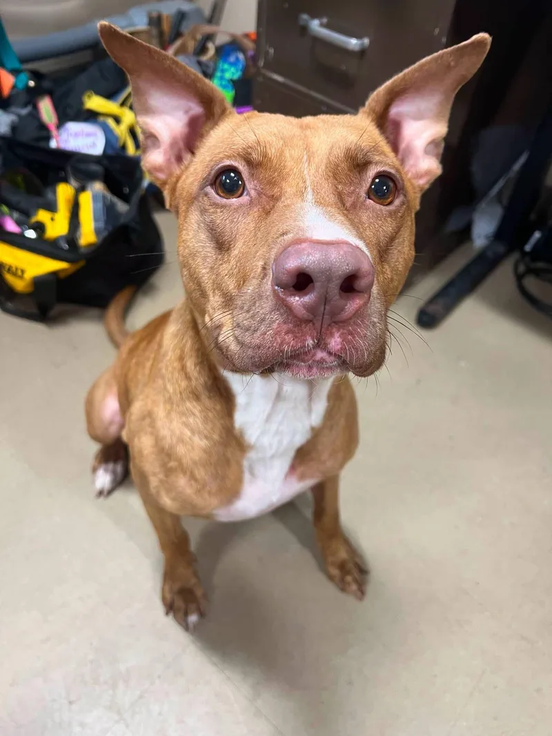 An adult medium-sized female Mixed Breed dog named Aurora for adoption in Davenport, IA