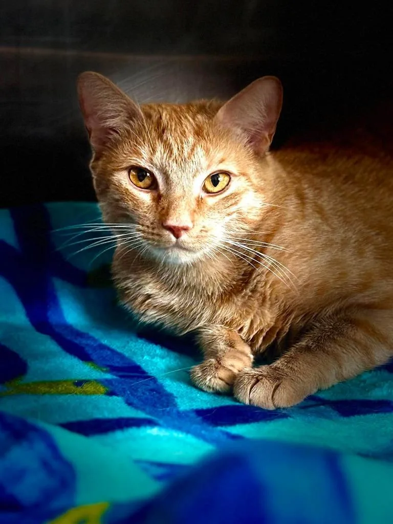 A young medium-sized female Domestic Short Hair cat named Nugget Pumpkin for adoption in Sebastian, FL
