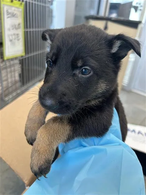 A baby small-sized female Labrador Retriever dog named Dee Dee for adoption in San Antonio, TX