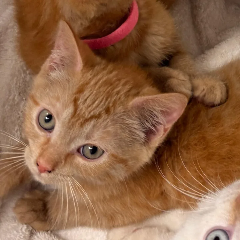 A baby small-sized male Orange / Red Domestic Short Hair cat named Woody for adoption in Evansville, IN