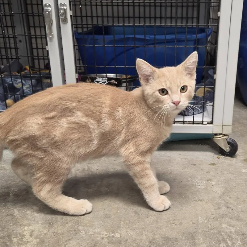 A young medium-sized male Buff / Tan / Fawn Domestic Short Hair cat named Screech for adoption in Chilton, WI