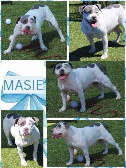An adult large-sized female Pit Bull Terrier dog named Masie for adoption in Kenansville, NC
