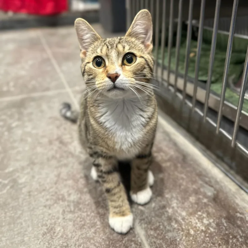 A young medium-sized male Brown / Chocolate Domestic Short Hair cat named Meshach for adoption in Matteson, IL