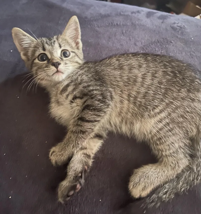 A baby small-sized female Tabby (Buff / Tan / Fawn) Domestic Short Hair cat named Lucia for adoption in Staten Island, NY