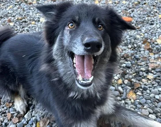 A young medium-sized female Husky dog named Sophia for adoption in Anchorage, AK