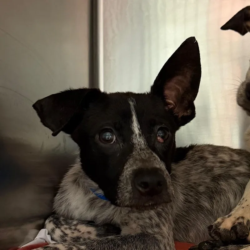 A baby small-sized male Black Mixed Breed dog named Pepper for adoption in Chattanooga, TN