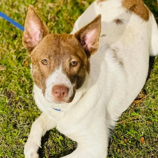 An adult medium-sized female Bicolor Cattle Dog dog named Stone for adoption in Naperville, IL