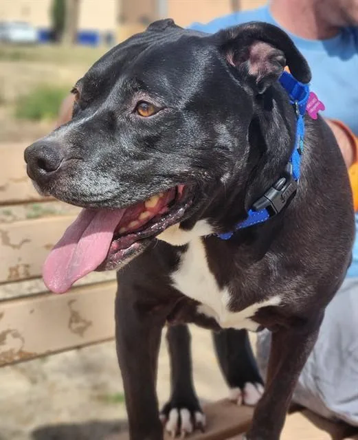 A senior medium-sized female Pit Bull Terrier dog named Cammy for adoption in Albuquerque, NM