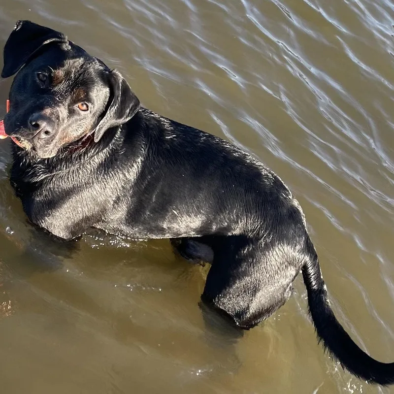 An adult large-sized male Black Labrador Retriever dog named Rudder  Urgent for adoption in Charles City, VA