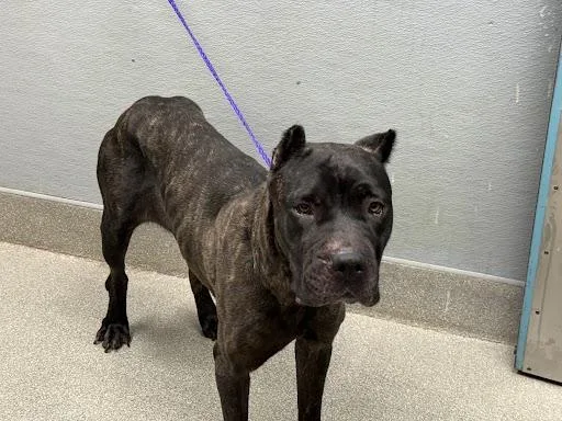 Stella
