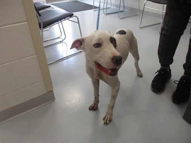 A young medium-sized female American Bulldog dog named A for adoption in Ocala, FL