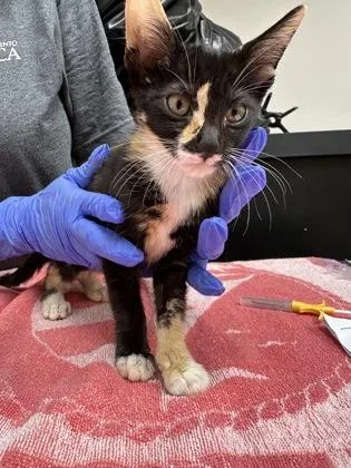 Bastet
