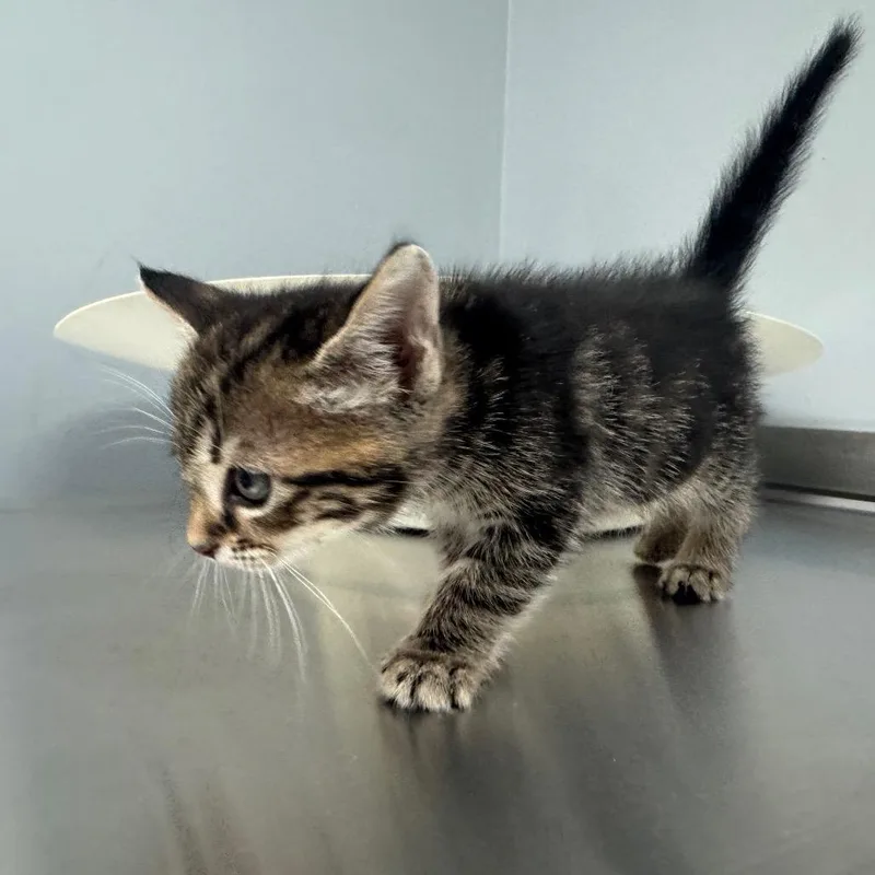 A baby small-sized female Brown / Chocolate Domestic Short Hair cat named Mockingbird for adoption in Columbus, GA