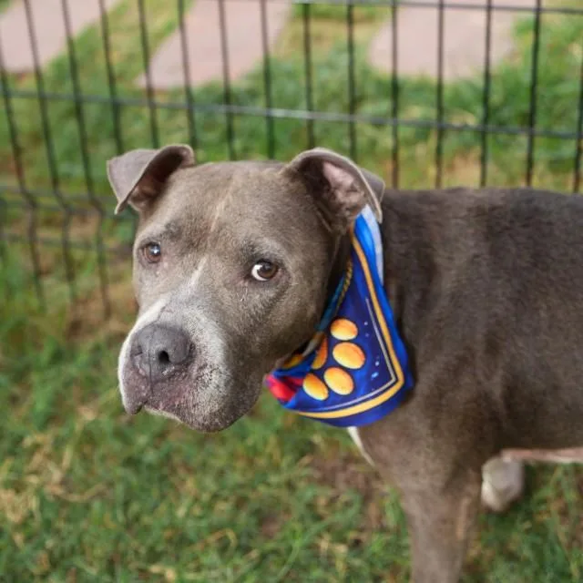 An adult medium-sized female American Staffordshire Terrier dog named Bella Blue for adoption in San Antonio, TX