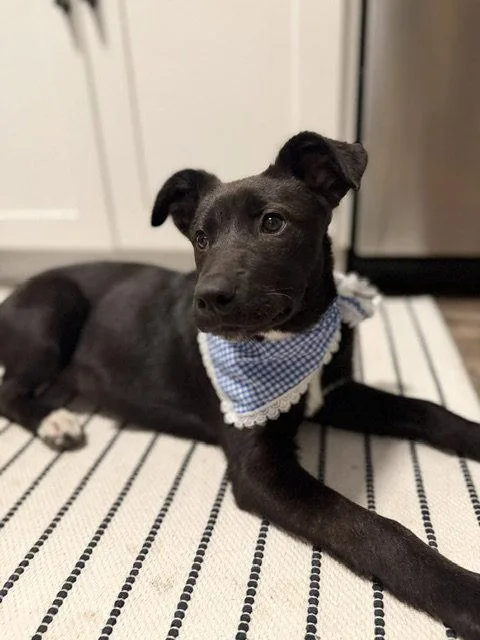 A baby medium-sized female Labrador Retriever dog named Mcrae for adoption in Salt Lake City, UT