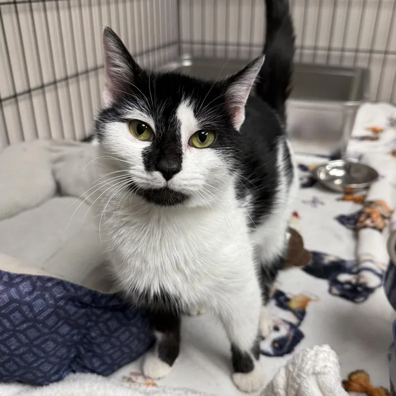 A young medium-sized female Domestic Short Hair cat named Chickie for adoption in Archbold , OH