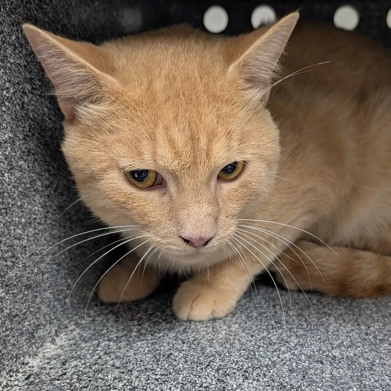 An adult large-sized male Domestic Short Hair cat named Thomas O'Malley for adoption in Greenville, SC