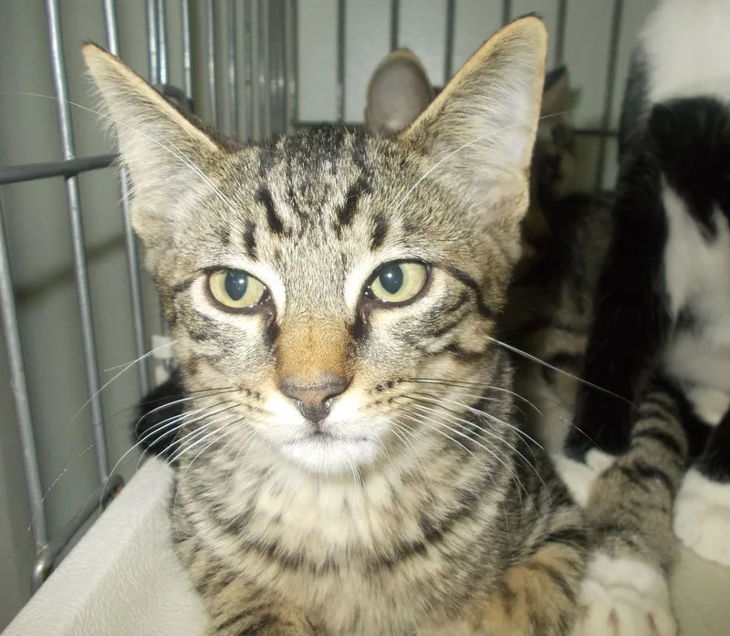 A young medium-sized male American Shorthair cat named Delmonte for adoption in Naples, FL