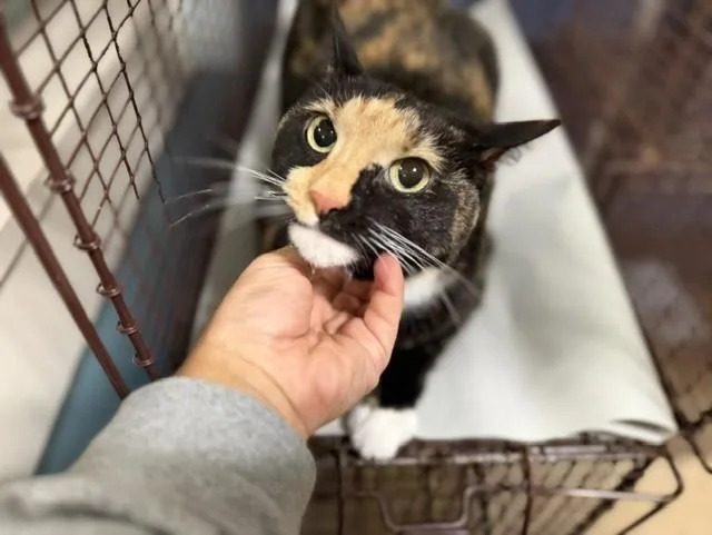 An adult small-sized female Domestic Short Hair cat named Yuna for adoption in Miami, FL