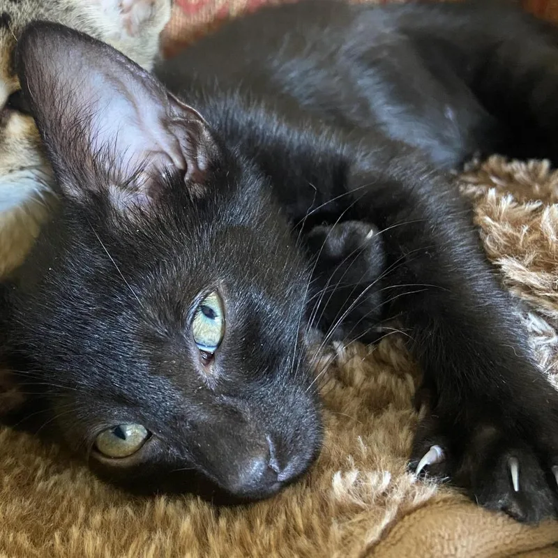 A baby small-sized male Black Domestic Short Hair cat named Hagrid for adoption in Prosper, TX